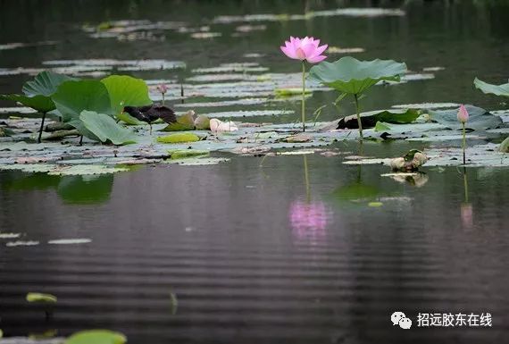 绿水青山洲生色金龙飞舞彩云间打一肖全面释义、时代解答解释落实