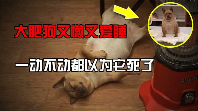 四仰八叉打一最佳生肖与警惕虚假宣传-全面释义、实证解答解释落实