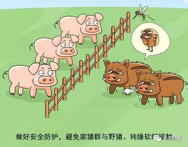 十八四六送特码，猪虎蛇羊有搞头打猜一最佳准确生肖请全面2释义、解释与落实、详细解答解释落实